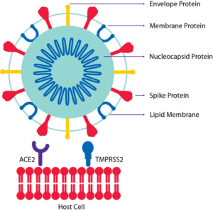 COVIDStructure